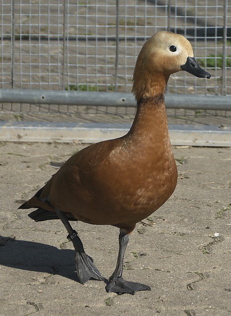 还是拦截